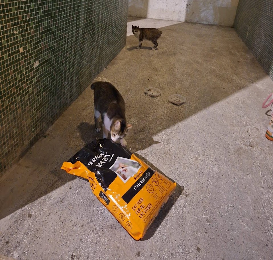 Pet Pet Home 一折臨期糧籌糧企劃:成果分享