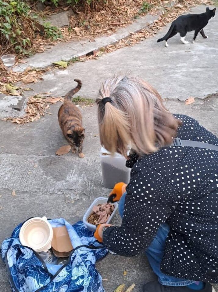 「善向浪孩糧食銀行」馳援屯門收地重災區流浪貓隻